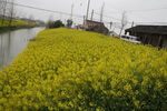 油菜花