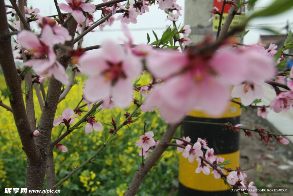 桃花