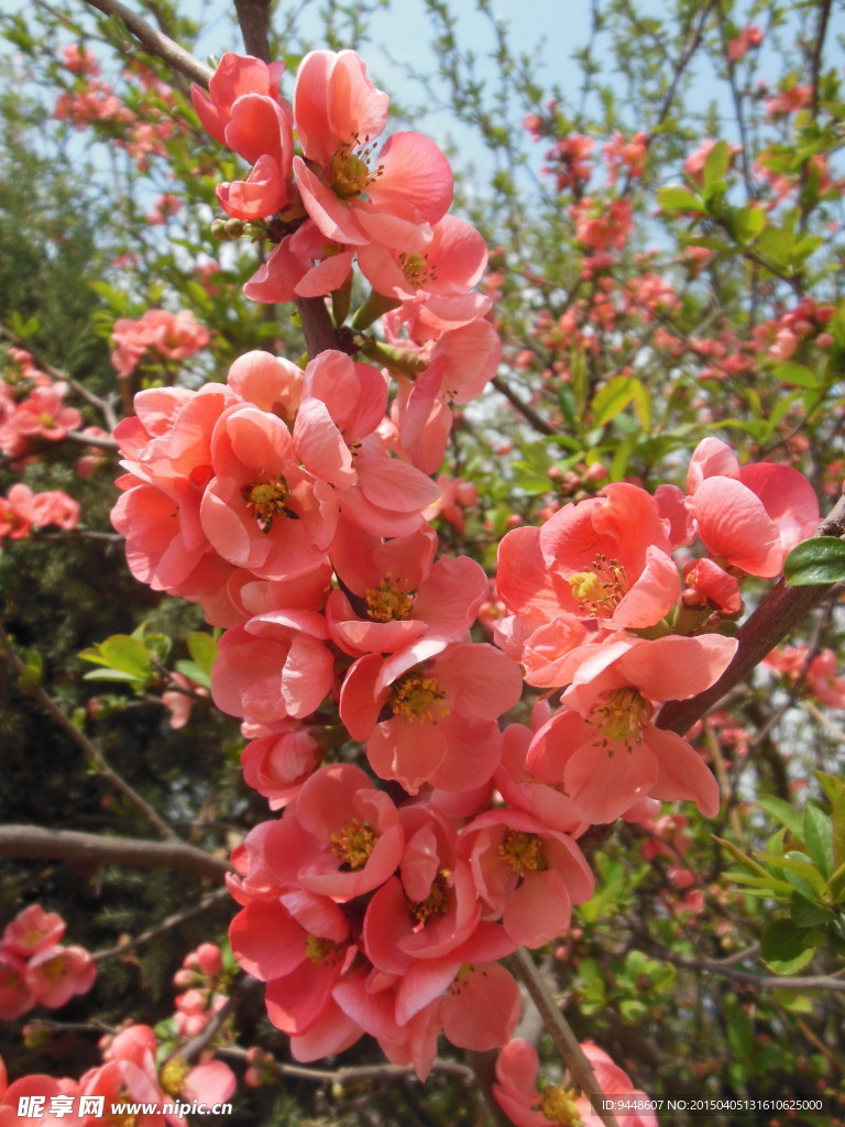贴梗海棠花