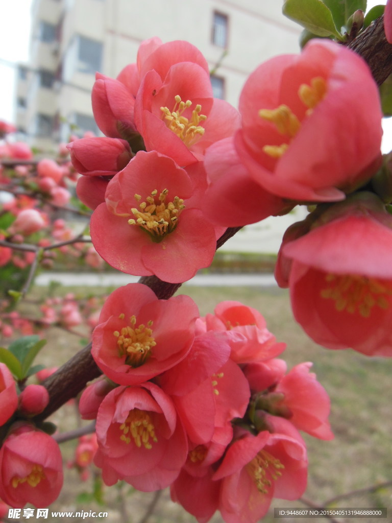 贴梗海棠