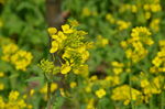 油菜花