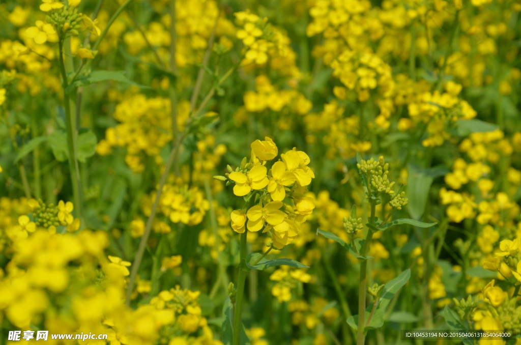 油菜花