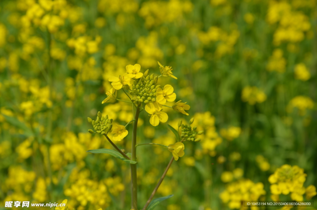 金黄油菜花