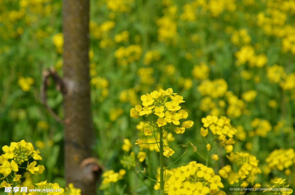 油菜花田