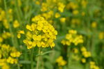 油菜花