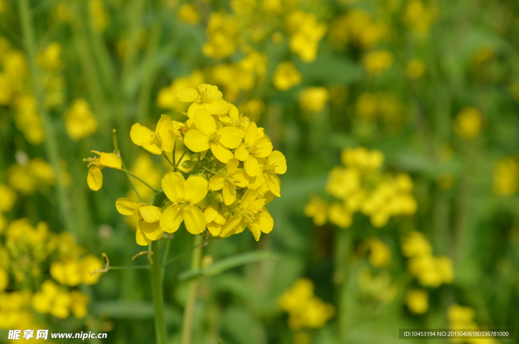 油菜花