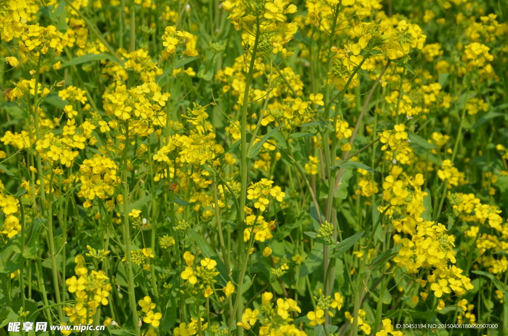 油菜花