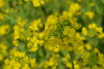 油菜花