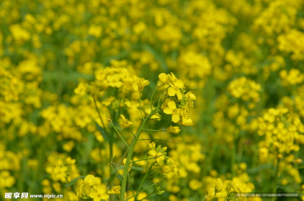 油菜花田