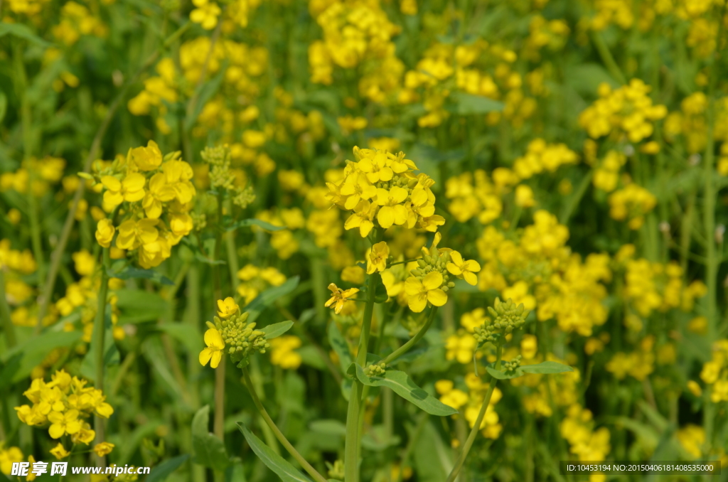 金黄油菜花