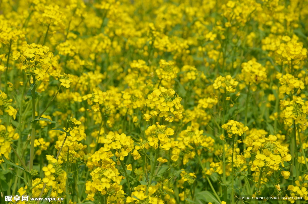 油菜花