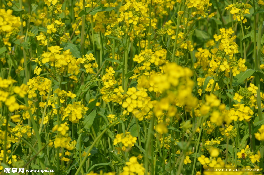 油菜花