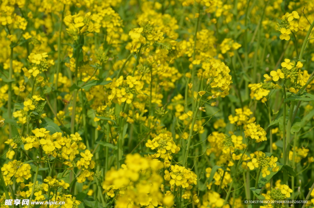 金黄油菜花