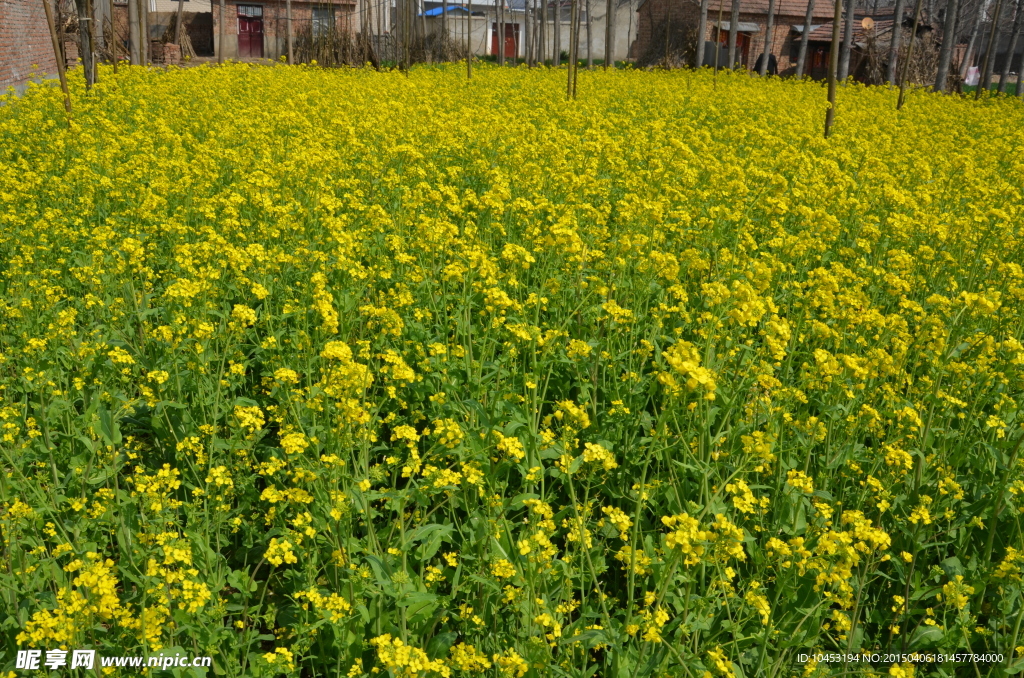 一片油菜花