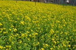 油菜花
