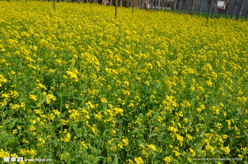 油菜花