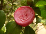 野生山茶花