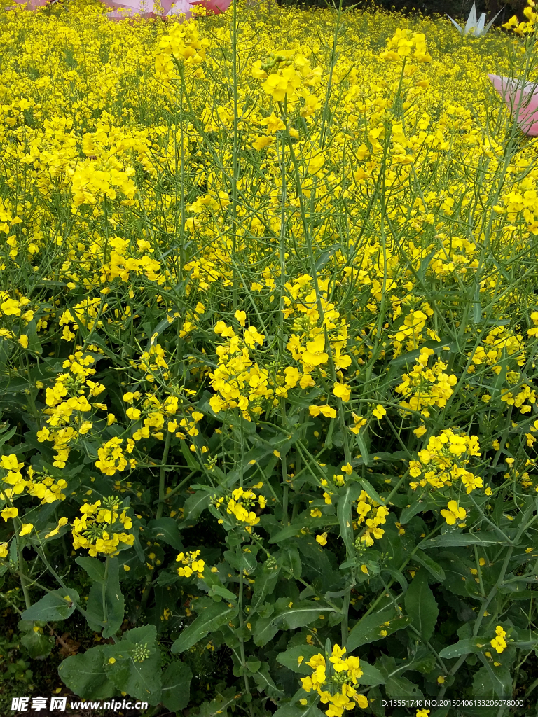 油菜花