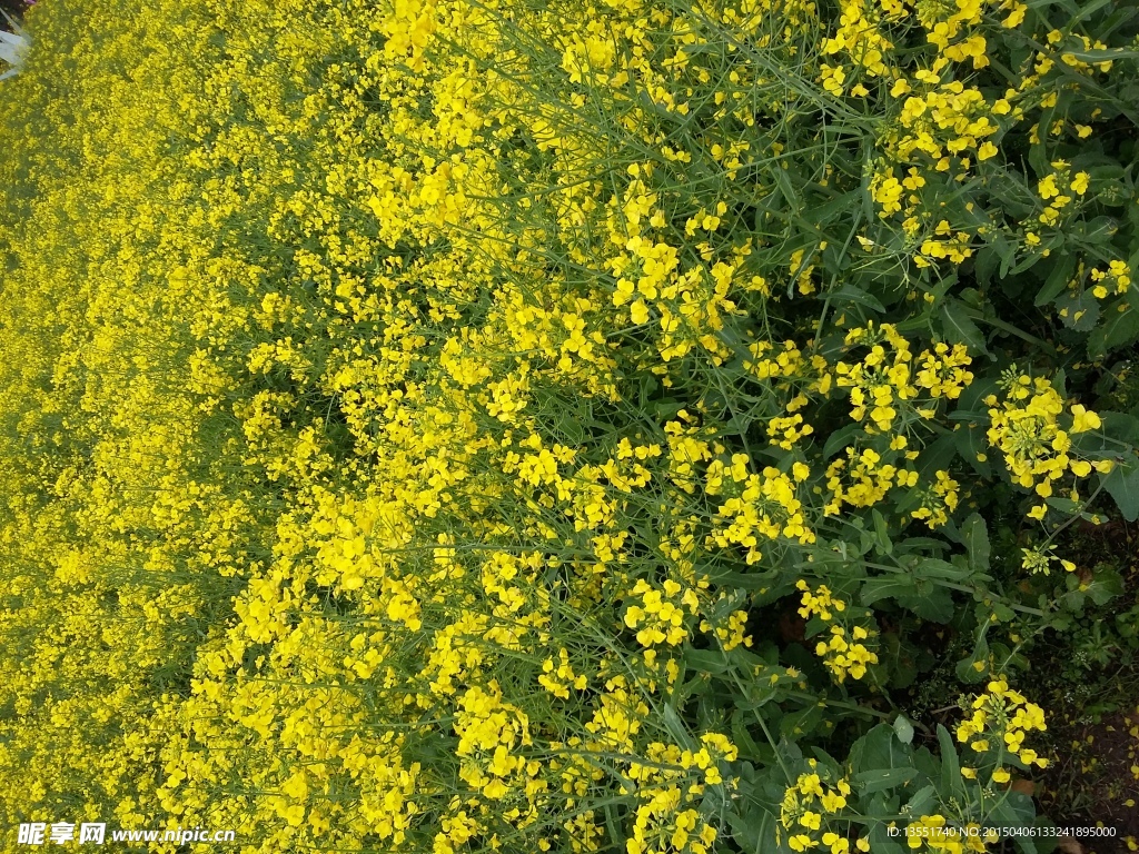 油菜花