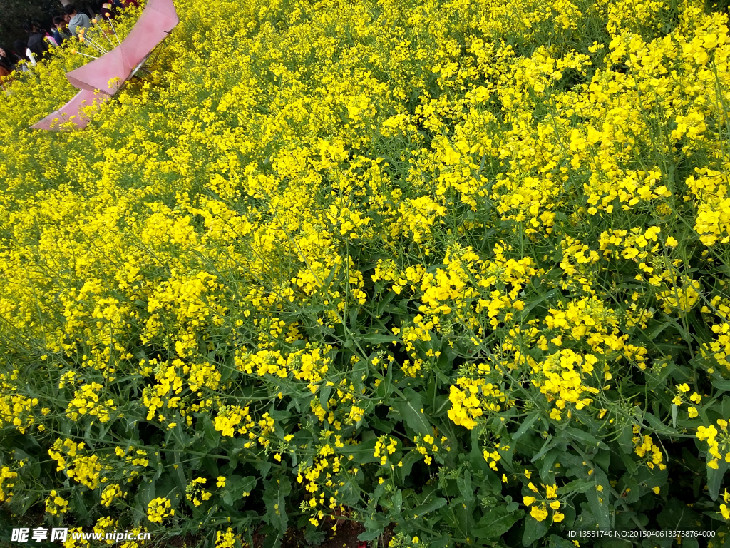 油菜花