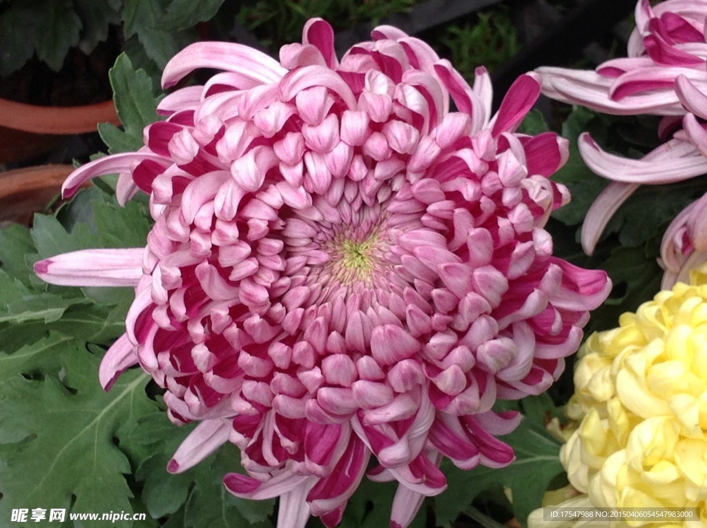 粉菊花