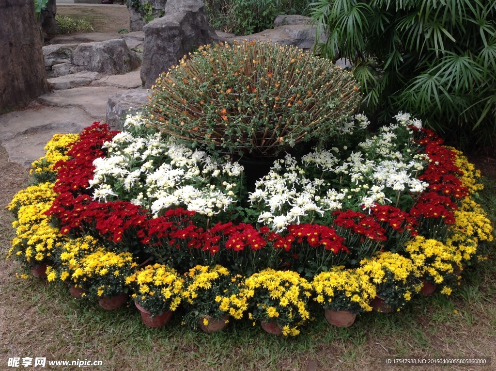 菊花盆景