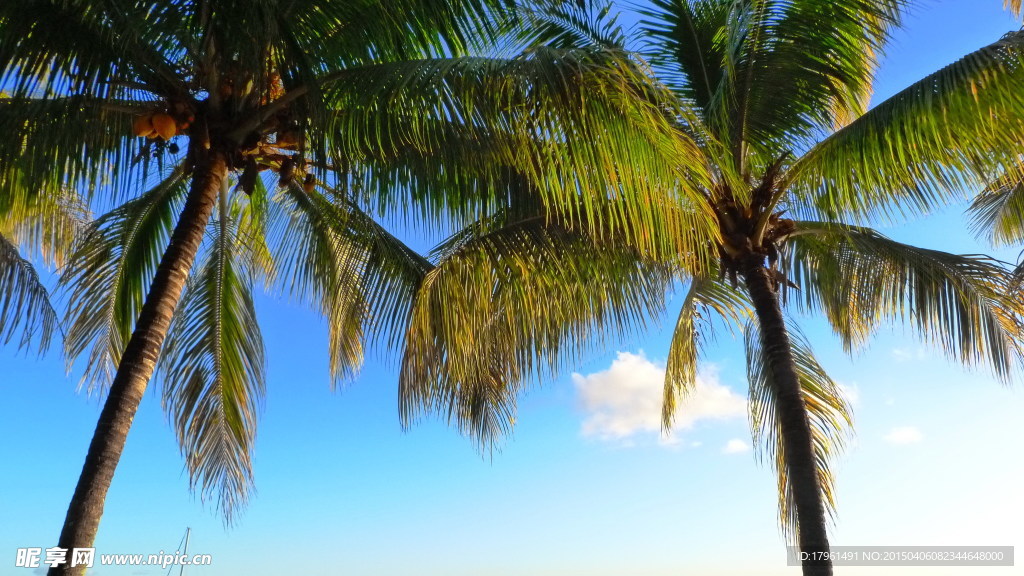 鍵 詞:唯美 風景 風光 旅行 海邊 大海 椰子