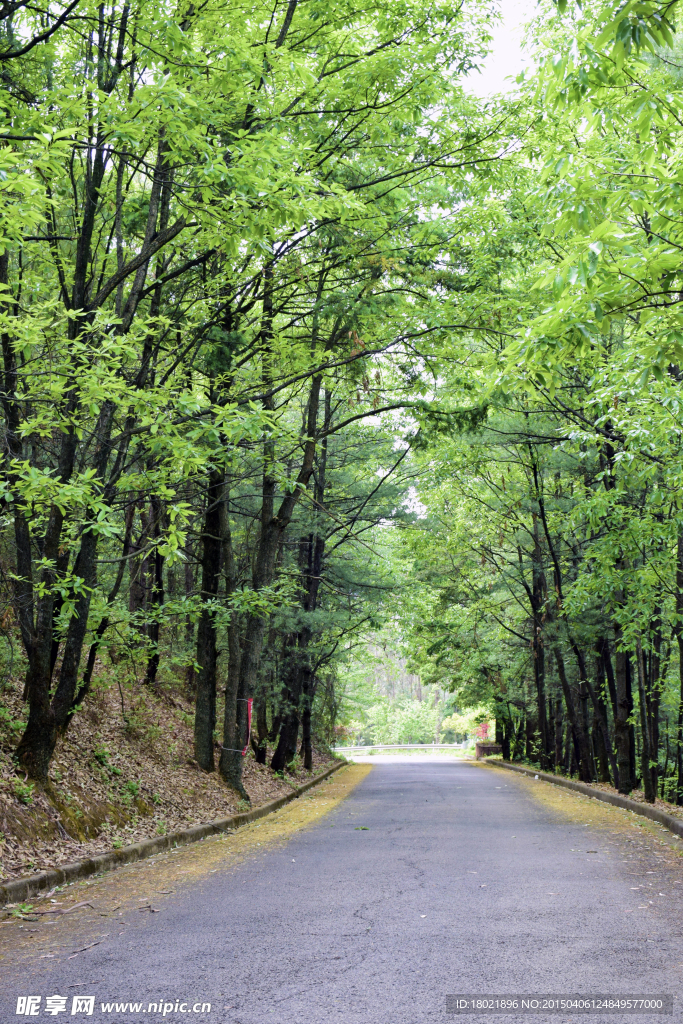 山路景观