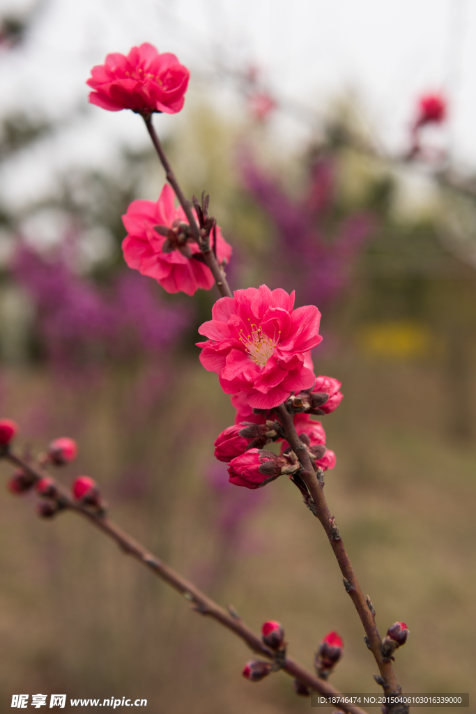 一枝红花