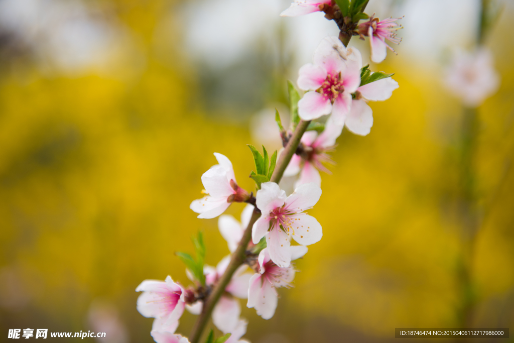 一串桃花