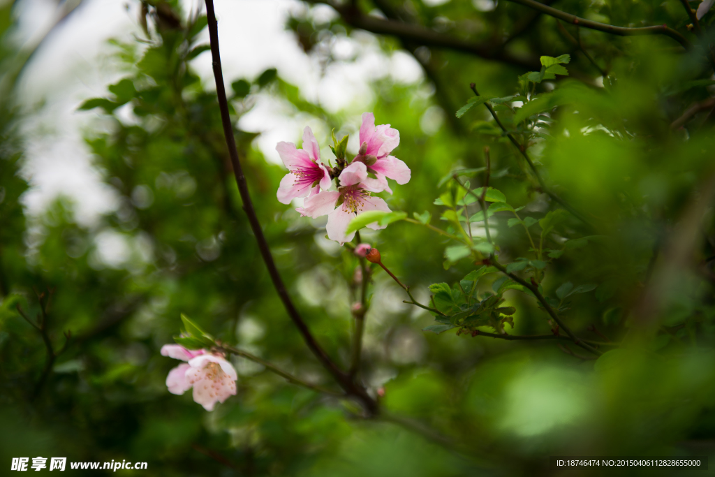 桃花和绿叶