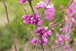 春天的紫荆花