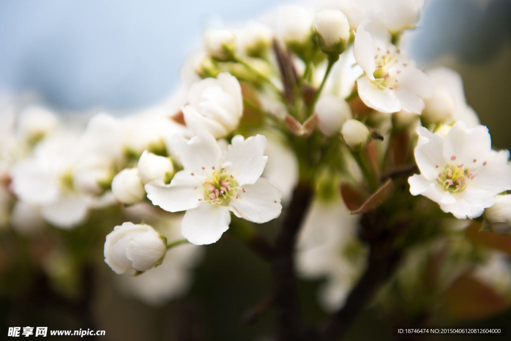 小百花