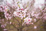 桃树枝桃花