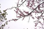 桃花枝