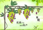 葡萄海报