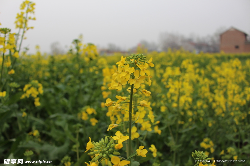 油菜花