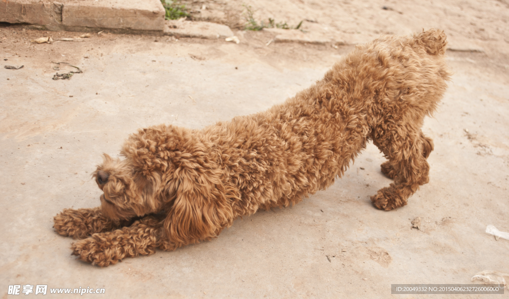 泰迪犬