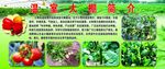 温室蔬菜大棚