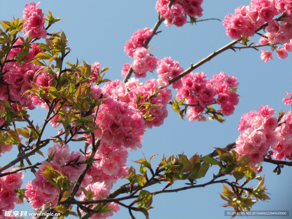 樱花