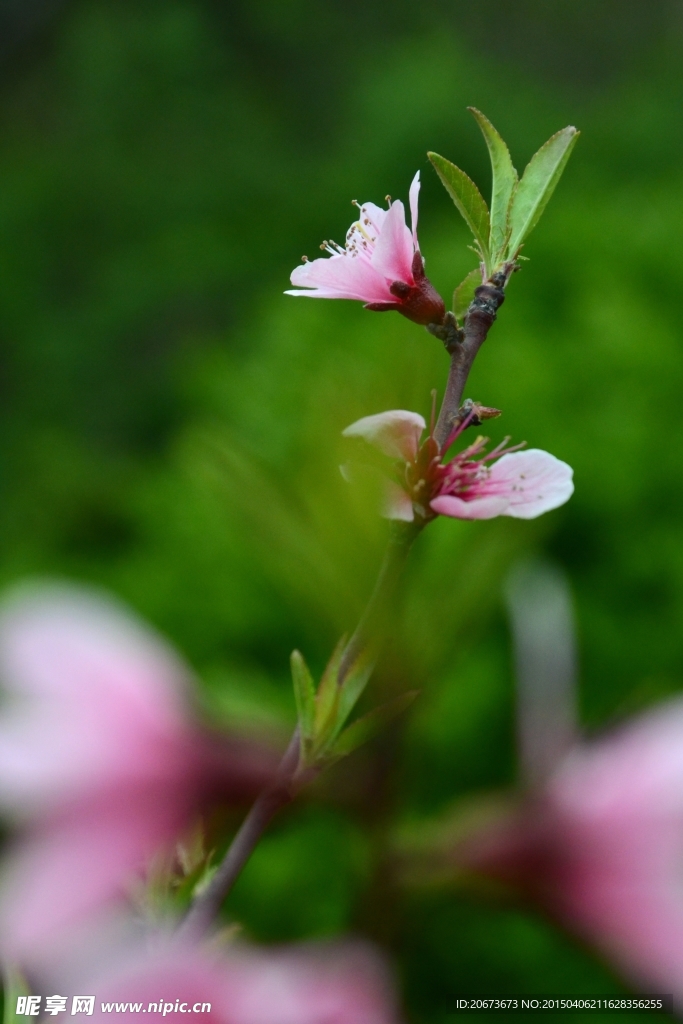 桃花