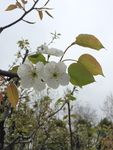 梨花
