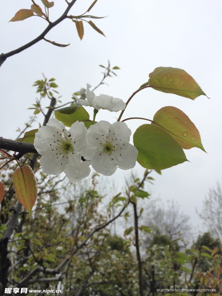 梨花