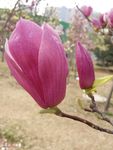 玉兰花开