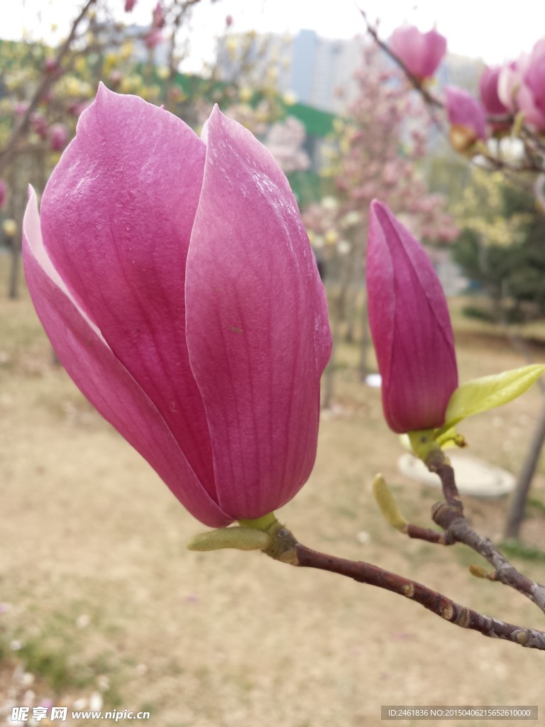 玉兰花开