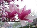 一对玉兰花