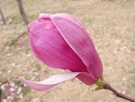 玉兰花