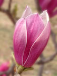 玉兰花苞