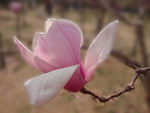 玉兰花