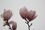粉白玉兰